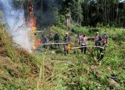 Kodim 0101/BS Musnahkan 3,5 Hektar Ladang Ganja di Aceh Besar