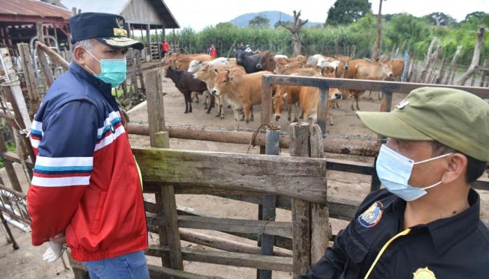 Sukses Tangani Sapi Kurus, Gubernur Apresiasi UPTD IBI Saree