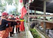 Kemenag Aceh Tenggara Kembangkan Wakaf Produktif Penggemukan Sapi