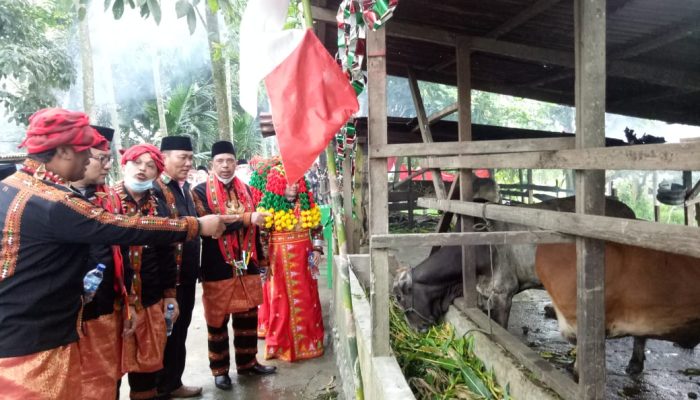 Kemenag Aceh Tenggara Kembangkan Wakaf Produktif Penggemukan Sapi