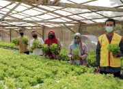 Yuk Intip Kebun Tanaman Milik Suwardi, Petani Binaan DPPKP Kota Banda Aceh
