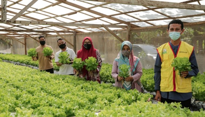 Yuk Intip Kebun Tanaman Milik Suwardi, Petani Binaan DPPKP Kota Banda Aceh