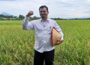 Aceh Besar Maksimalkan Produksi Padi pada Musim Rendengan 2021