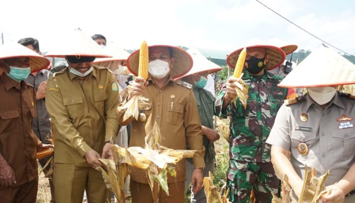 Aceh Besar Panen Bersama Jagung Pioneer di Lamteuba