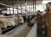 Persediaan Daging untuk Meugang Ramadhan di Kota Banda Aceh Dipastikan Cukup