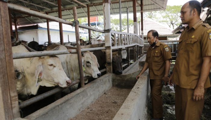 Persediaan Daging untuk Meugang Ramadhan di Kota Banda Aceh Dipastikan Cukup