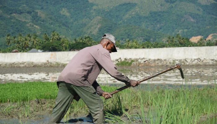 Penyuplai Gabah 3 Wilayah Lain, Aceh Besar Masuki Musim Tanam