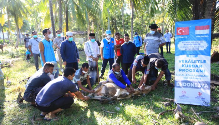 Wabup Aceh Besar Hadiri Pelaksanaan Qurban Bantuan Masyarakat Turki