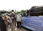 Pemkab Aceh Besar Terima Sapi Qurban Bantuan Presiden Republik Indonesia