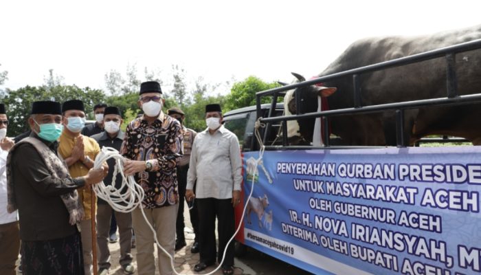 Pemkab Aceh Besar Terima Sapi Qurban Bantuan Presiden Republik Indonesia