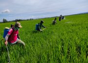 Petani Simpang Tiga Mulai Lakukan Gerakan Pengendalian