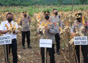 Kunker Di Aceh Timur, Kapolda Aceh Kunjungi Momen Panen Raya Jagung