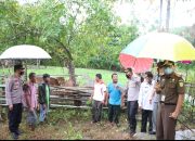 Cegah Penyakit PMK di Simeulue, Kapolres Edukasi Peternak Sapi