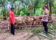 Jajaran Polda Aceh Cek Ternak, Ditemukan 86 Ekor Sapi di Langsa Terindikasi Kena Wabah PMK