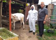 Pastikan Sapi di Banda Aceh Bebas PMK, Dewan dan Dinas Pertenakan Cek Sejumlah Lokasi Peternakan