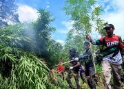 BNNP Aceh musnahkan 6.500 batang ganja di Aceh Besar