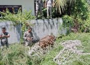 Satpol dan WH Aceh Besar Amankan 4 Ekor Sapi Berkeliaran di Krueng Barona Jaya