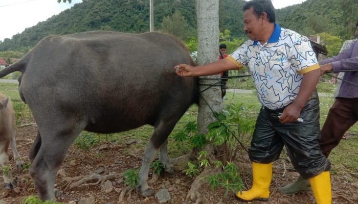 Angka Kesembuhan PMK di Aceh Besar Mencapai 51,774%