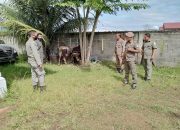 Satpol dan WH Aceh Besar Kembali Amankan 2 Ekor Sapi Berkeliaran