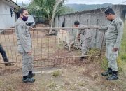 Satpol PP Aceh Besar Amankan 1 Ekor Sapi di Ingin Jaya