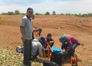 Peneliti USK dan Unsam: Sedimen Tsunami Berpengaruh pada Tumbuhan Kebun