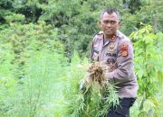 Kapolres Aceh Besar Pimpin Pemusnahan Empat Hektar Ladang Ganja