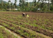 Program Ketahanan Pangan Mulai Berjalan, Ini Peran Bhabinkantibmas di Aceh Selatan