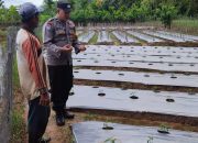Bhabinkamtibmas Polsek Samadua Pantau Budidaya Tanaman Cabai