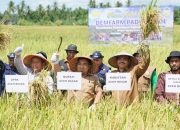 Pj Bupati Panen Padi Unggul Varietas Siliwangi  di Capeung Dayah