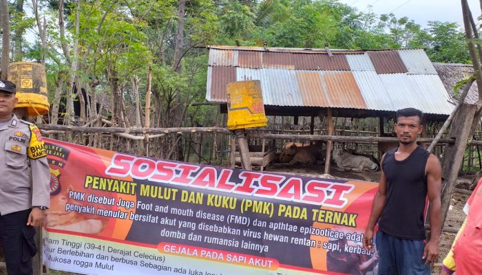 Vaksinasi PMK Tahap 5 di Aceh Sudah Mencapai 19.722 Dosis