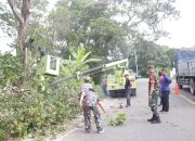 Gerak Cepat Instruksi Pj Bupati, DLH Aceh Besar Lakukan Pembersihan Pohon di Bahu Jalan Nasional