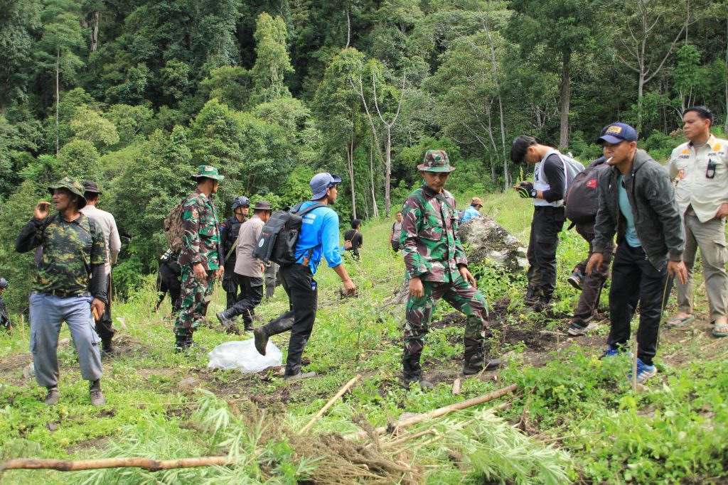 Polres Gayo Lues Musnahkan 5 Hektar Ladang Ganja