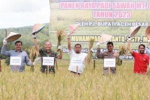 Pj Bupati Aceh Besar Panen Raya Padi MT Gadu di Lamtamot