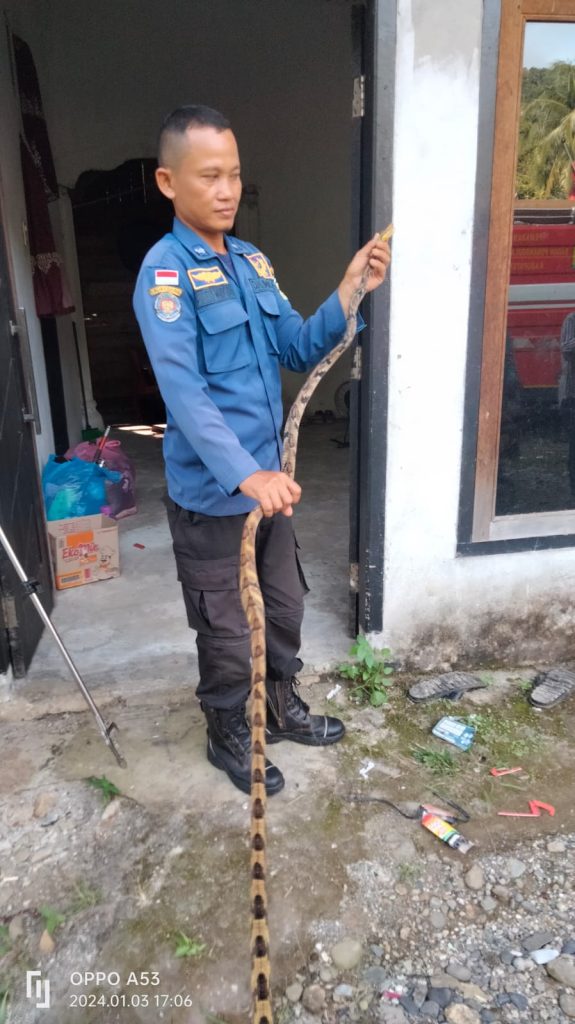 Ular Panjang Tiga Meter Masuk Rumah Warga di Lhoong