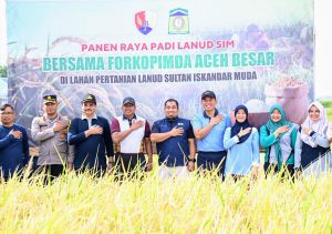 Pj Bupati Aceh Besar Bersama Danlanud SIM Panen Raya Padi di Blang Bintang
