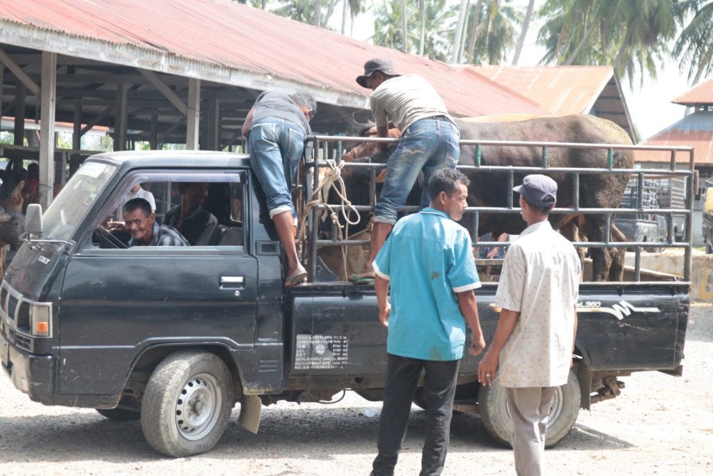 Jelang Meugang Ramadhan, Transaksi Jual Beli di Pasar Hewan Sibreh Masih Sepi