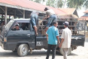 Jelang Meugang Ramadhan, Transaksi Jual Beli di Pasar Hewan Sibreh Masih Sepi