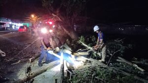 Pohon Tumbang di Lambaro, Lalu Lintas Macet Total