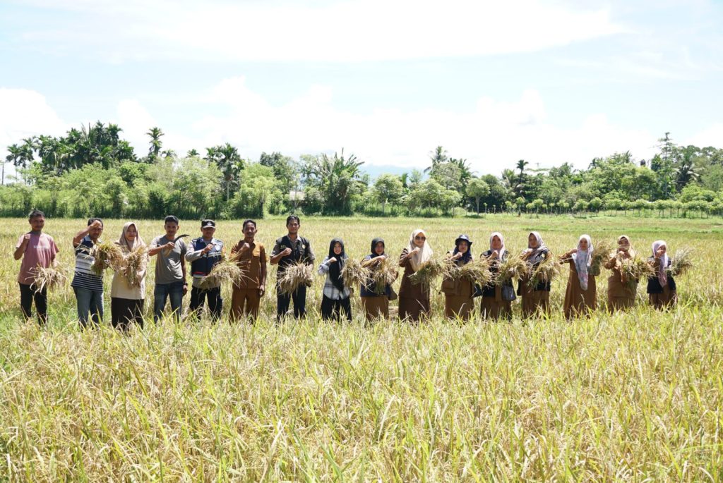 Wakili Pj Bupati, Kadistan Aceh Besar Panen Raya Padi di Teureubeh Jantho