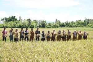 Wakili Pj Bupati, Kadistan Aceh Besar Panen Raya Padi di Teureubeh Jantho