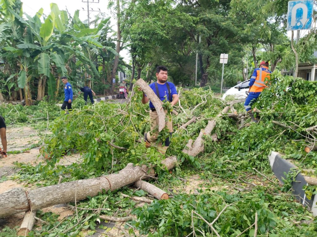 Pohon Tumbang di Gani, Lalu Lintas Macet