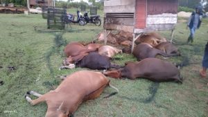 Disambar Petir, Tujuh Belas Ekor Sapi di Aceh Jaya Mati