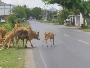 Ternak Sapi Berkeliaran di Jalan Raya Kawasan Lhoknga Ganggu Pengendara