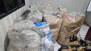 Polda Aceh Berhasil Ungkap Kasus Narkotika, 300 Kg Ganja Siap Edar Diamankan