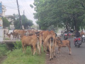 Bahayakan Pengendara, Puluhan Sapi Berkeliaran di Jalan Rel Kereta Api