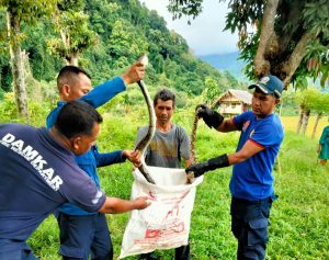 Ular Piton di Lhoong Berhasil Dievakuasi Damkar Aceh Besar