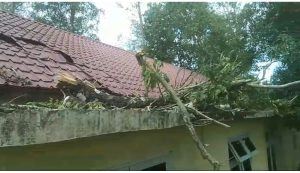 Pohon Tumbang, Kantor PWI Aceh Besar Rusak Parah