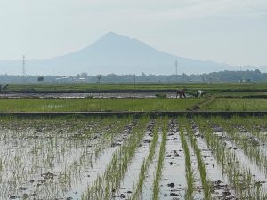 Hadapi Cuaca Ekstrem, Petani Blang Raya Andalkan Pompanisasi