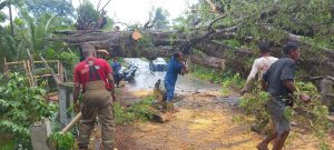 Angin Kencang Sebabkan Pohon di Indrapuri Tumbang