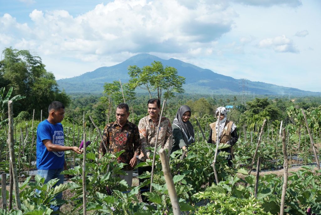 Dinas Pertanian Aceh Besar Panen Terong Kelompok Binaan di Seuneubok 